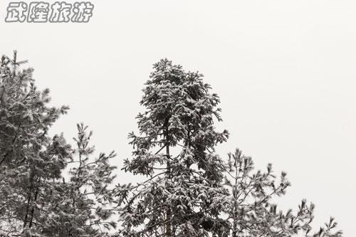 仙女山雪景