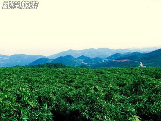 四眼坪万亩竹海