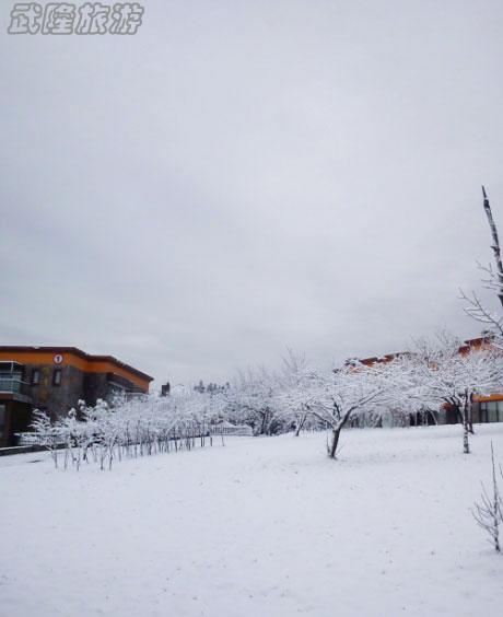 仙女山三月再降春雪 为数千游客春游献好礼