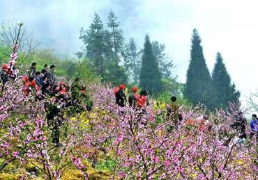 武隆火炉桃花节抓拍