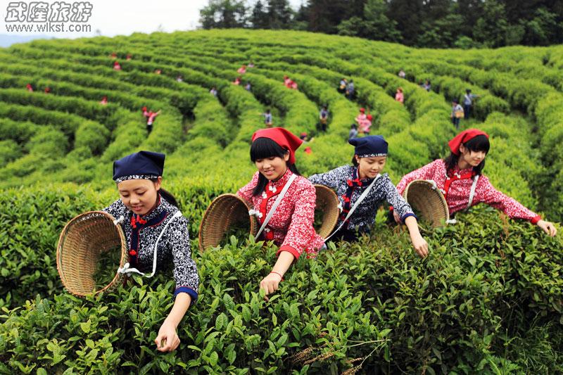 白马山采茶为武隆旅游添新意