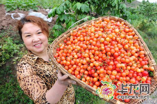 江津德感镇樱桃红了 周末采摘正当时