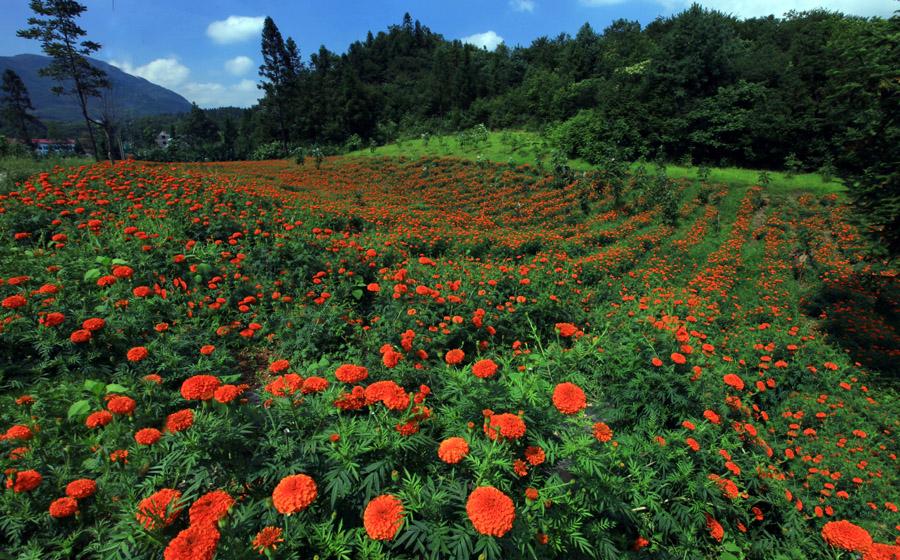 仙女山神秘花谷