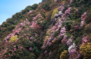 白马山杜鹃美景