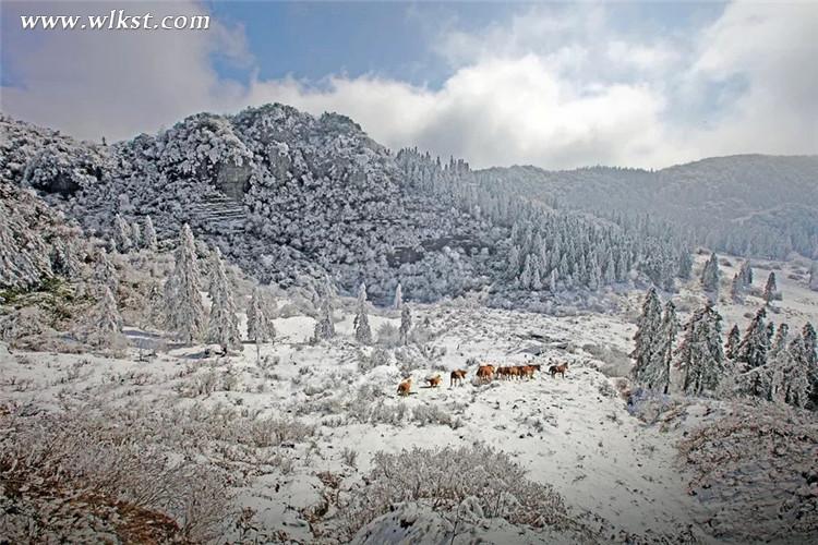 在雪中，马儿体验着自由的存在和生命对抗中的质感  仙女山