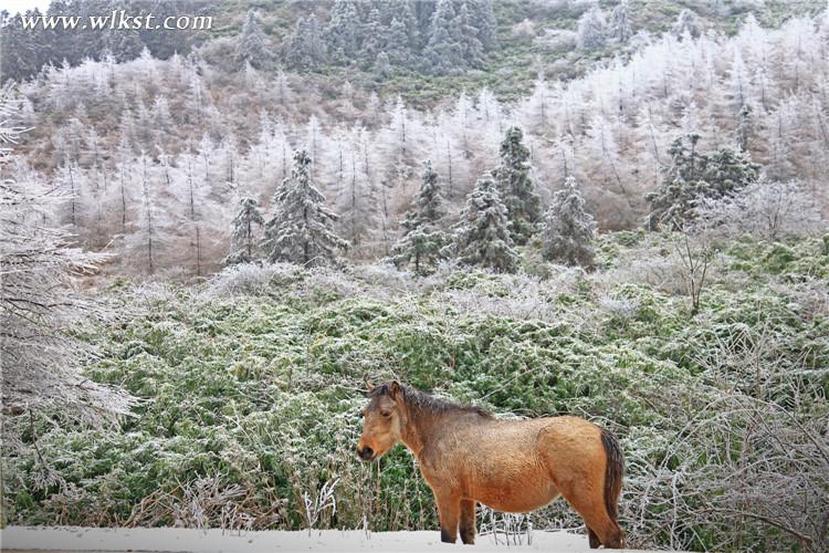 武隆仙女山：雪地奔马 壮哉！美哉！