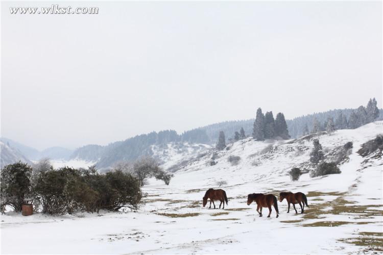 武隆仙女山：雪地奔马 壮哉！美哉！