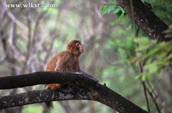 武隆芙蓉洞景区惊现野生猕猴群 引游客顿足围观