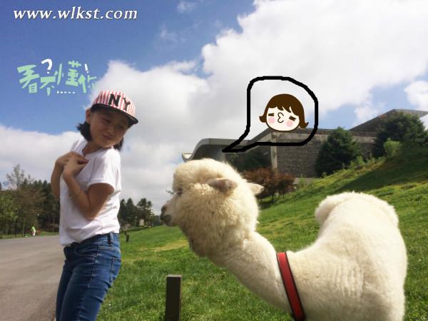 如果我是向日葵-你们就是我的阳光(重庆武隆)