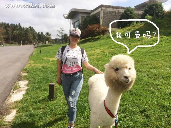 如果我是向日葵-你们就是我的阳光(重庆武隆)