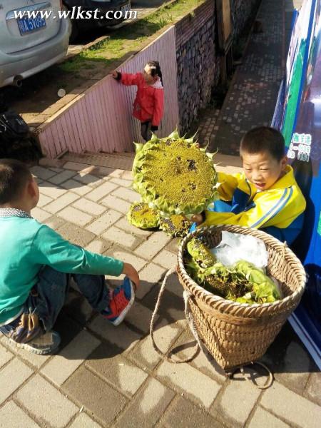 如果我是向日葵-你们就是我的阳光(重庆武隆)