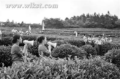 茶山对歌。