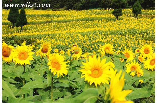 武隆仙女山打造葵花种植季 邀市民体验“开心农场”