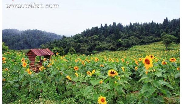 武隆仙女山打造葵花种植季 邀市民体验“开心农场”
