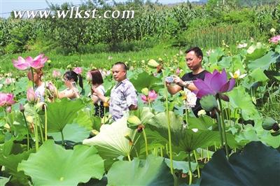 凤来荷花吸引大批游客前往观赏