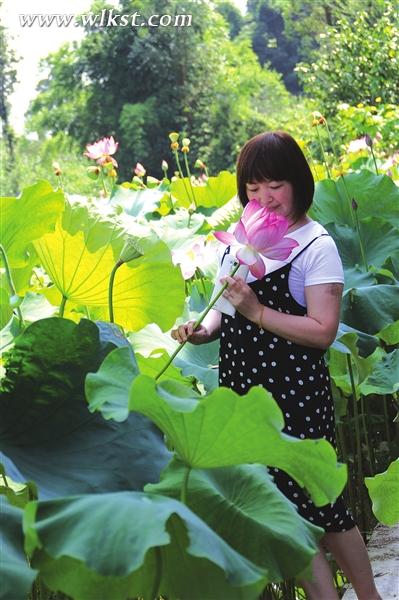 凤来荷花吸引大批游客前往观赏