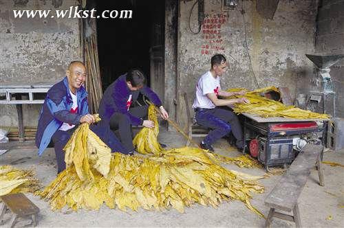 志愿者到双河乡帮助贫困户掐烟上烟