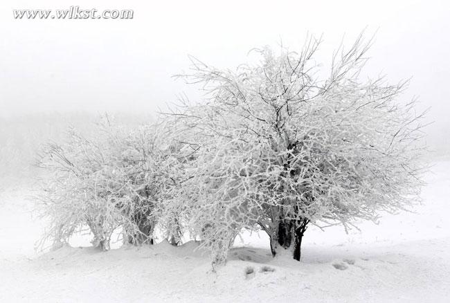 一下雪,仙女山便成了另一个天堂……