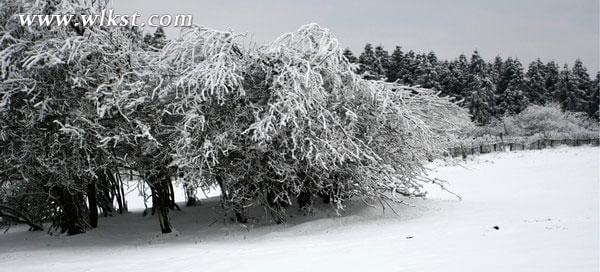 一下雪,仙女山便成了另一个天堂……