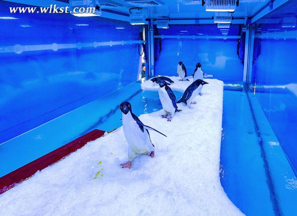 到仙女山赏今冬最后一场雪 免费与南极企鹅亲密接触