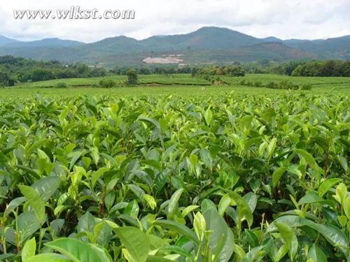  6400余亩的高山茶林