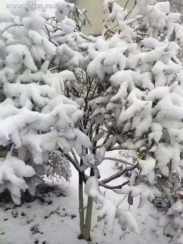 仙女山骤降大雪 三八节陪她一起到“白头”