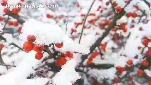 仙女山骤降大雪 三八节陪她一起到“白头”