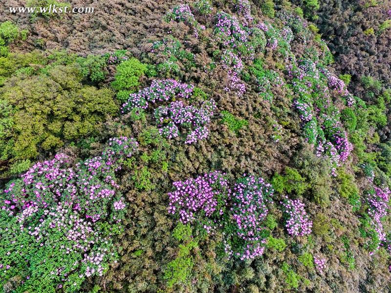 杜鹃花海