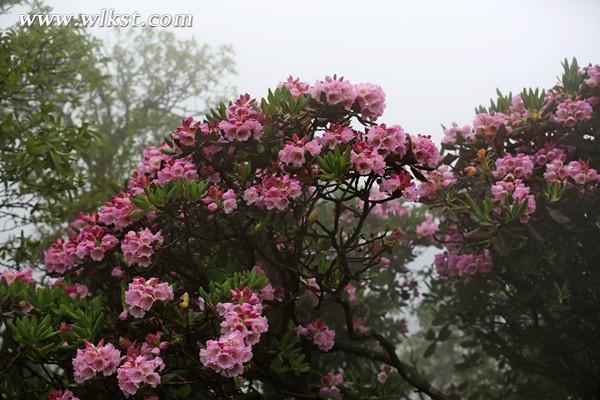 花团锦簇的杜鹃花