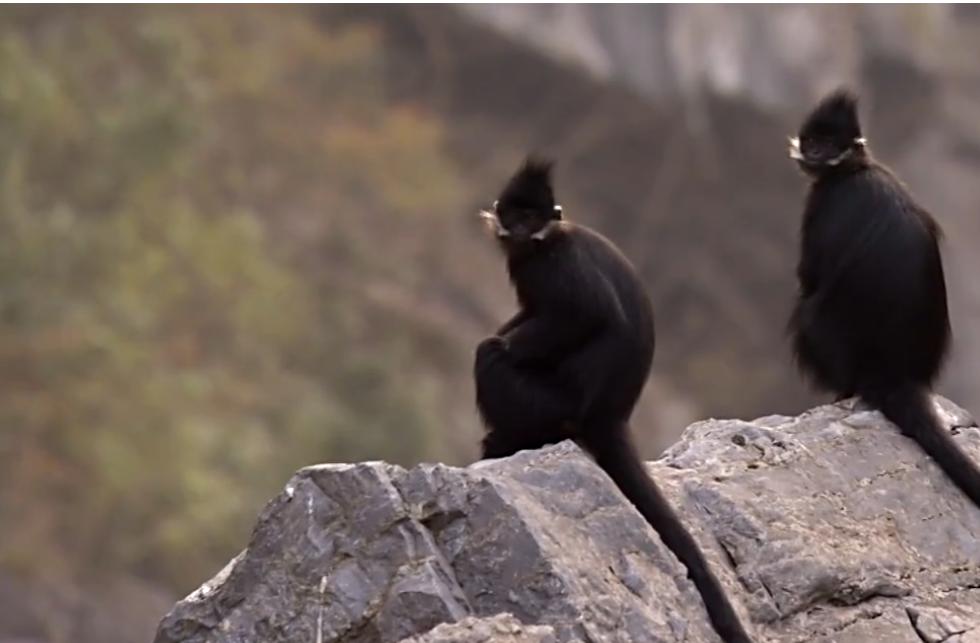 国家一级保护动物——黑叶猴