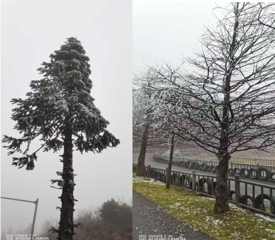 仙女山实时雾凇奇观