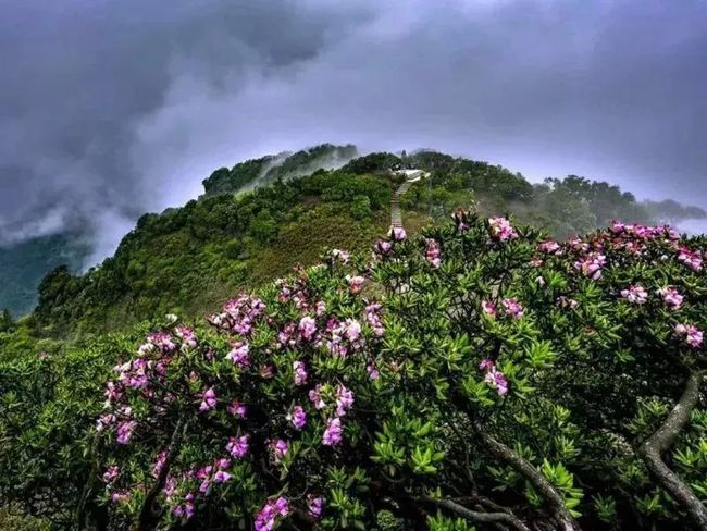 重庆有片隐秘的杜鹃花海,在武隆赵云山上荡漾