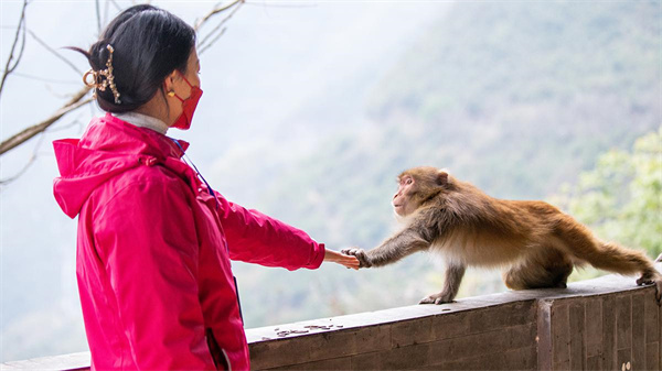 游客与猴子互动